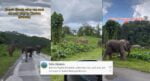 Gajah Pygmy Santai Di Tepi Jalan, Wanita Ini Teruja Dalam Perjalanan Ke Tawau