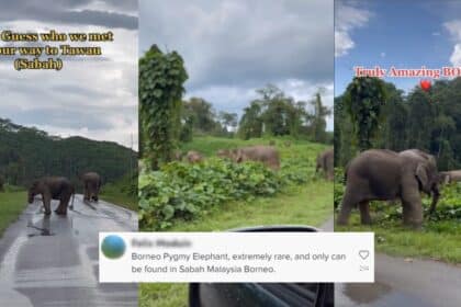 Gajah Pygmy Santai Di Tepi Jalan, Wanita Ini Teruja Dalam Perjalanan Ke Tawau