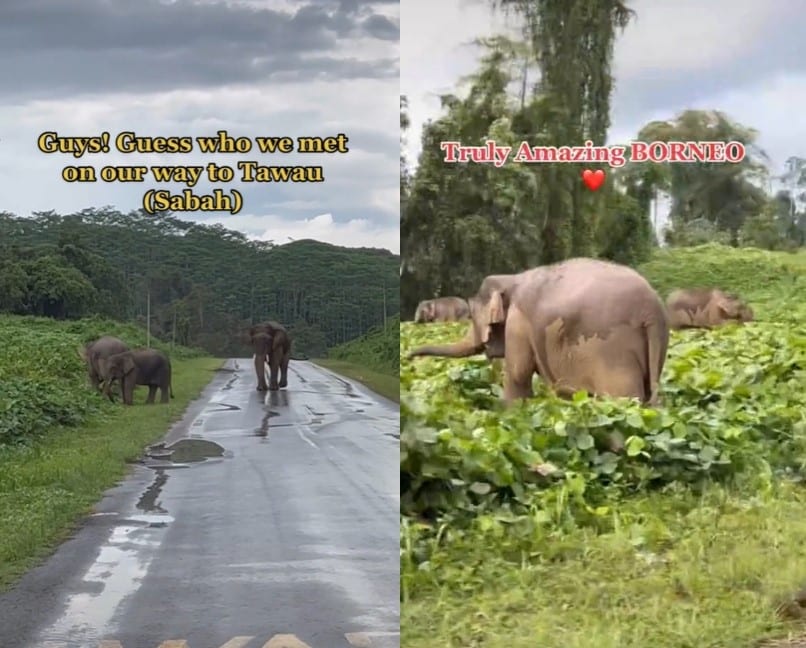 Lihat Gajah Pygmy Santai Di Tepi Jalan, Wanita Ini Teruja Dalam Perjalanan Ke Tawau