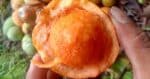 Kenali Buah Kubal, Buah Hutan Yang Boleh Dimakan Hanya Terdapat Di Borneo