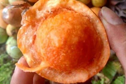Kenali Buah Kubal, Buah Hutan Yang Boleh Dimakan Hanya Terdapat Di Borneo