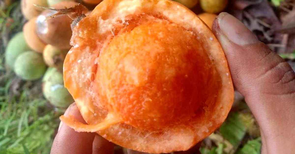 Kenali Buah Kubal, Buah Hutan Yang Boleh Dimakan Hanya Terdapat Di Borneo