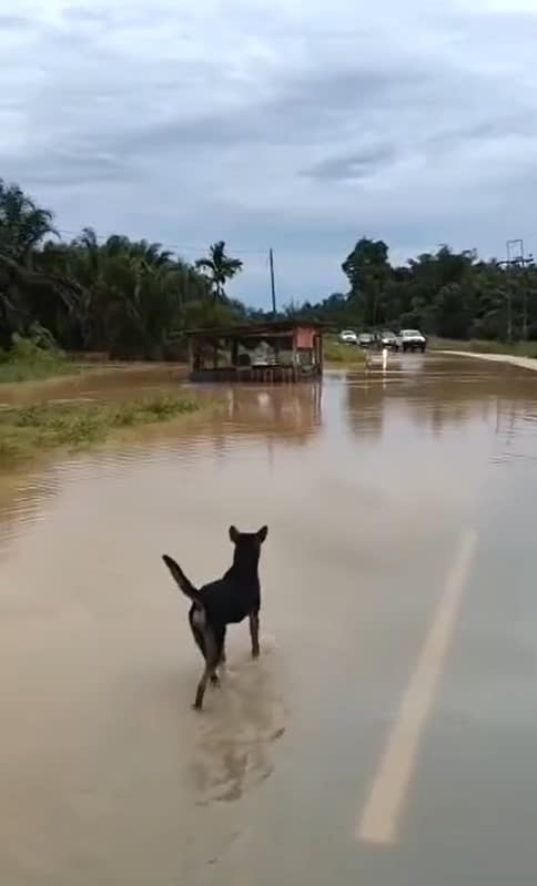 Laluan Dua Hala Di Ulu Sebauh Bintulu Terputus Akibat Banjir