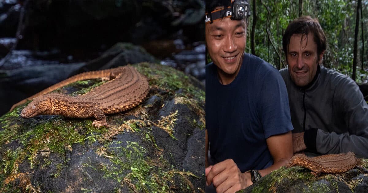 Penemuan Fosil Hidup, Biawak Tanpa Telinga Di Temburong
