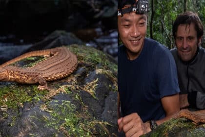 Penemuan Fosil Hidup, Biawak Tanpa Telinga Di Temburong