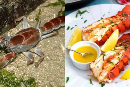 Keenakan Tersembunyi Disebalik Busut, Kenali Makanan Eksotik 'Ngoang' Atau Lobster Sarawak