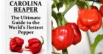 Seakan-akan 'Carolina Reaper', Kenali Cabik Geronong Antara Cili Terpedas Di Sarawak.