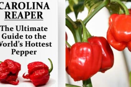 Seakan-akan 'Carolina Reaper', Kenali Cabik Geronong Antara Cili Terpedas Di Sarawak.