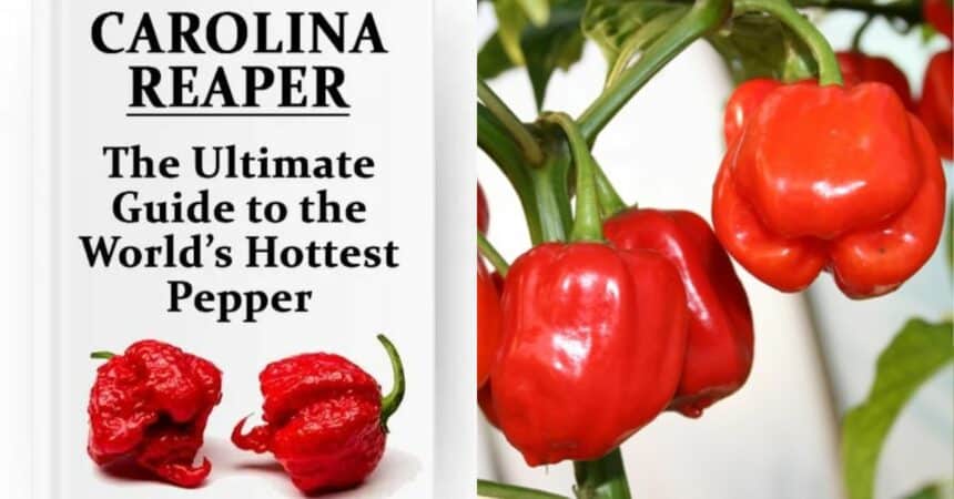 Seakan-akan 'Carolina Reaper', Kenali Cabik Geronong Antara Cili Terpedas Di Sarawak.