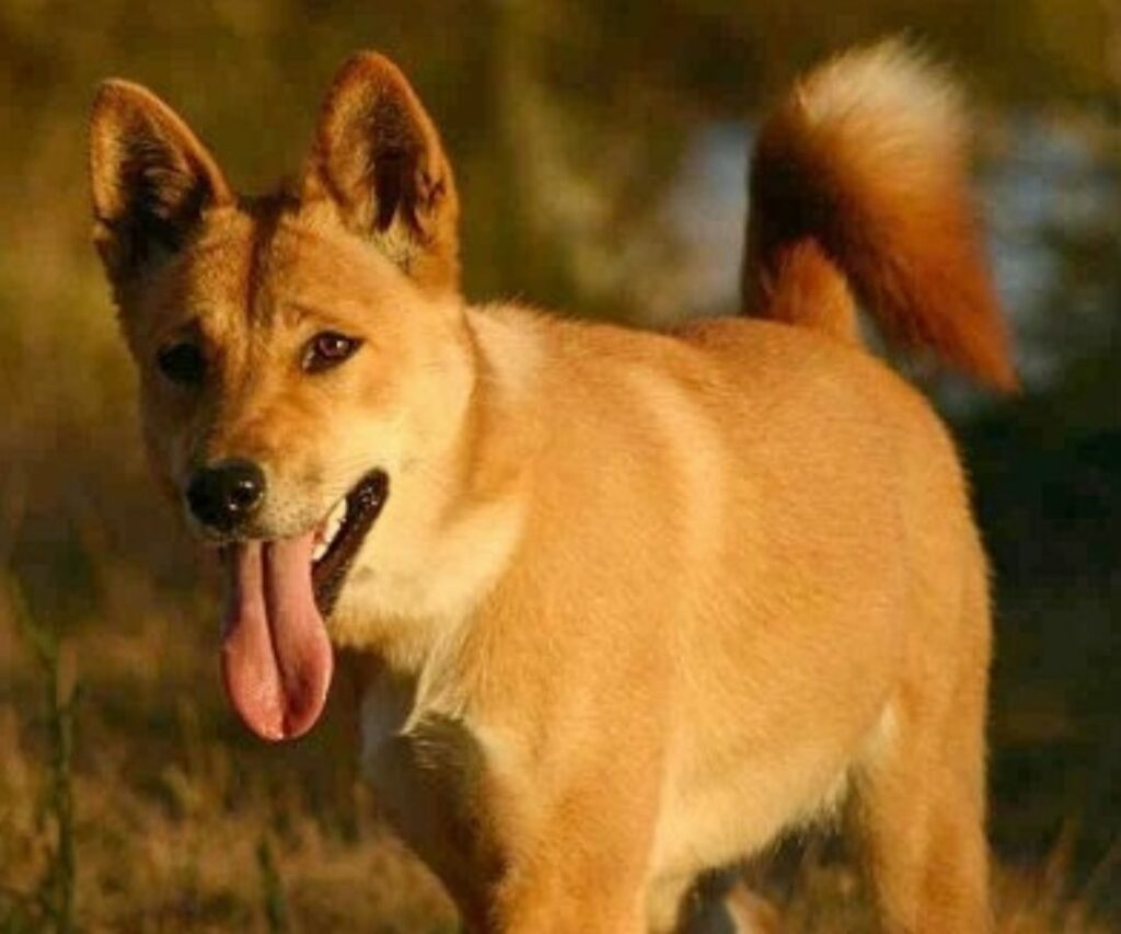 Gara-gara Beri Makan Anjing Liar, Lelaki Ini Didenda Hampir 7 Ribu