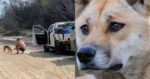 Gara-gara Beri Makan Anjing, Lelaki Ini Didenda Hampir 7 Ribu