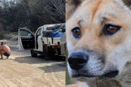 Gara-gara Beri Makan Anjing, Lelaki Ini Didenda Hampir 7 Ribu