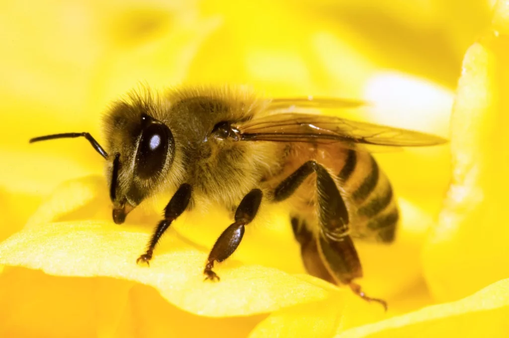 Lakukan Kajian Ke Atas Lebah, Saintis Dapati Lebah Boleh Bermain Bola Sepak