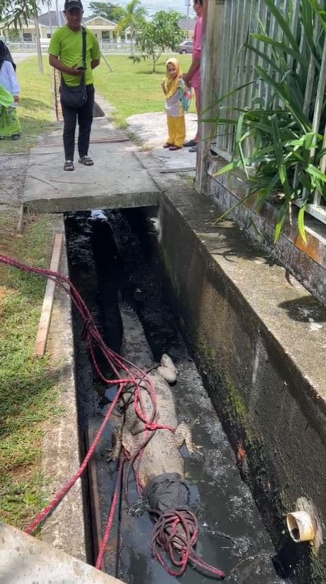 Buaya Ditemui Dalam Parit Kawasan Taman Permainan Di Bandar Baru Samariang
