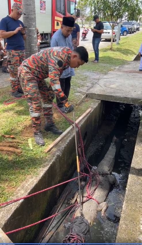 Buaya Ditemui Dalam Parit Kawasan Taman Permainan Di Bandar Baru Samariang