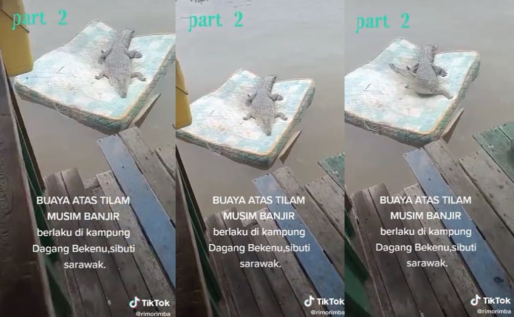 Santai Harungi Banjir Atas Tilam, Video Buaya Di Sarawak Ini Curi Perhatian Ramai