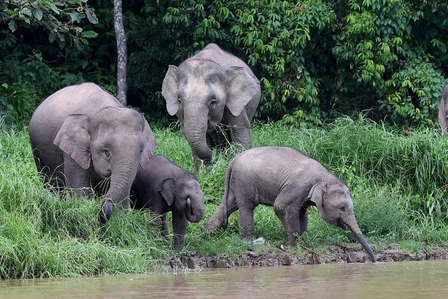 Lihat Gajah Pygmy Santai Di Tepi Jalan, Wanita Ini Teruja Dalam Perjalanan Ke Tawau
