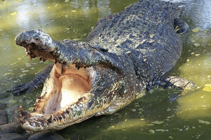 Diserang Buaya Ketika Memancing, Suami Sempat Selamatkan Nyawa Isteri