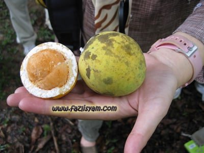 Kenali Buah Kubal, Buah Hutan Yang Boleh Dimakan Hanya Terdapat Di Borneo