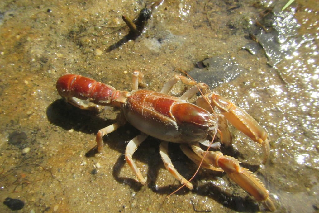 Keenakan Tersembunyi Disebalik Busut, Kenali Makanan Eksotik 'Ngoang' Atau Lobster Sarawak
