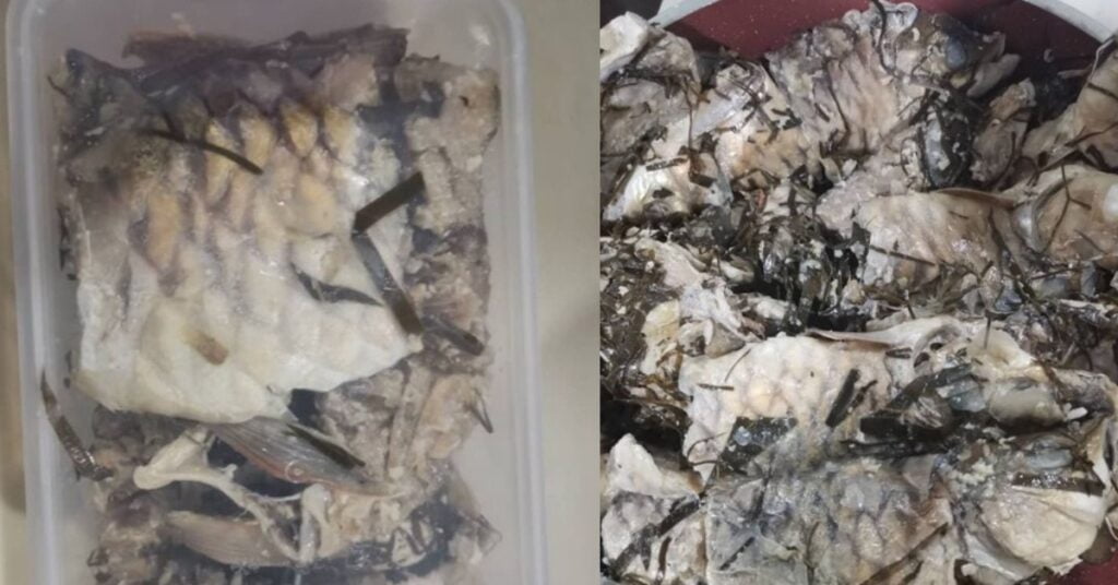 Kenali Ikan Semah, Ikan Rasmi Sarawak Dan Ikan Alternatif Kepada Ikan Empurau