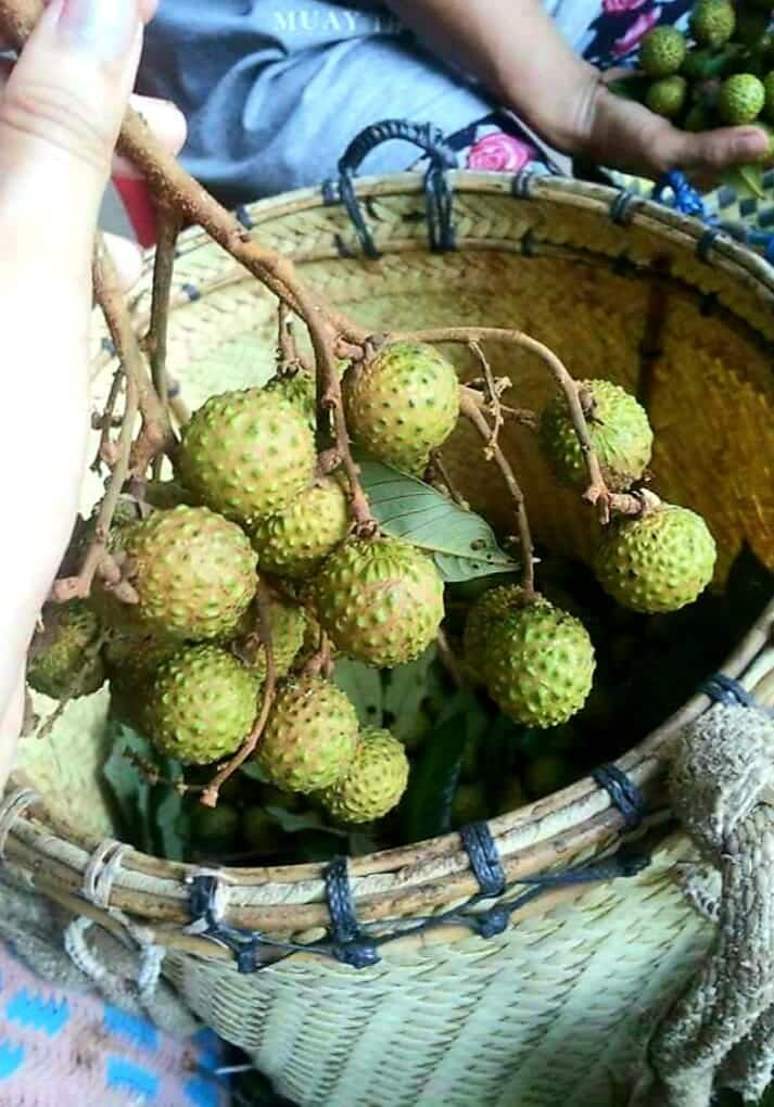 Persis Longan, Kenali Buah Isau Buah Tropikal Asli Daripada Sarawak