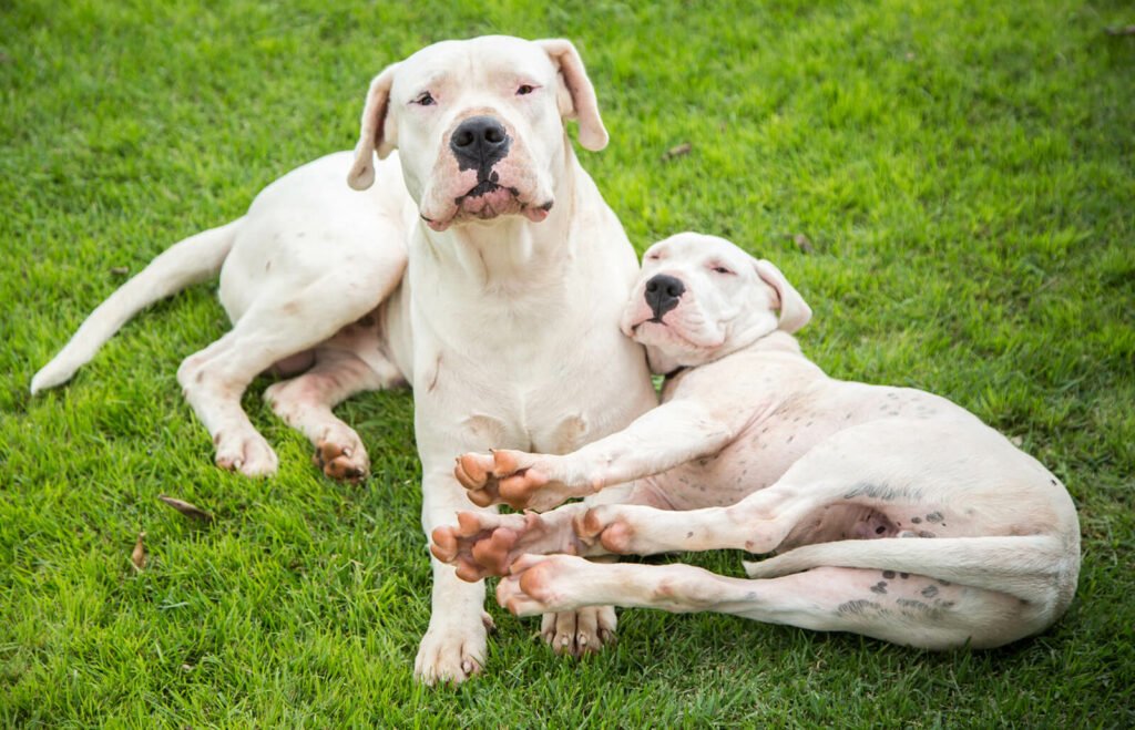 Bulldog Dan Pitbull Diharamkan Di Malaysia, Ketahui Lagi Jenis Anjing Baka Yang Terlarang