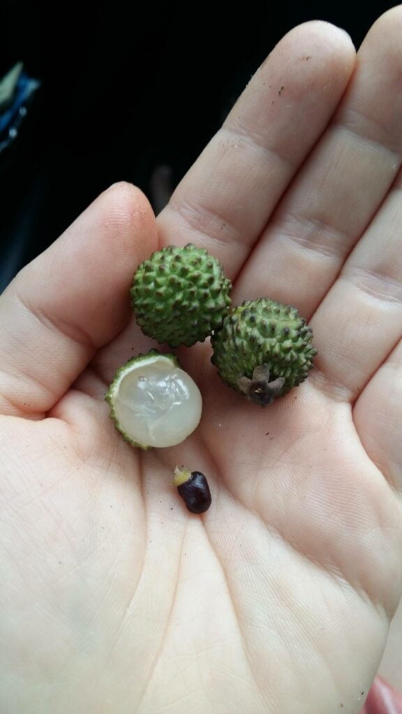 Persis Longan, Kenali Buah Isau Buah Tropikal Asli Daripada Sarawak
