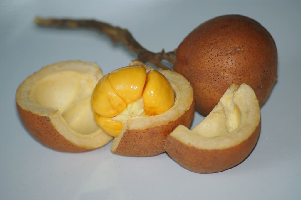 Kaya Dengan Nutrisi Dan Manfaat, Kenali Buah Tampoi Buah Hutan Pilihan Rakyat Sarawak