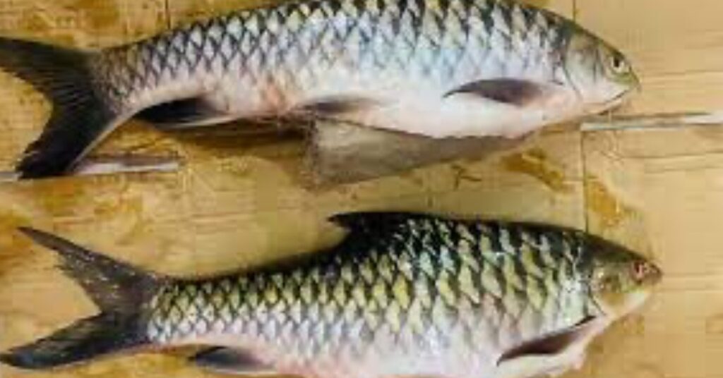 Kenali Ikan Semah, Ikan Rasmi Sarawak Dan Ikan Alternatif Kepada Ikan Empurau