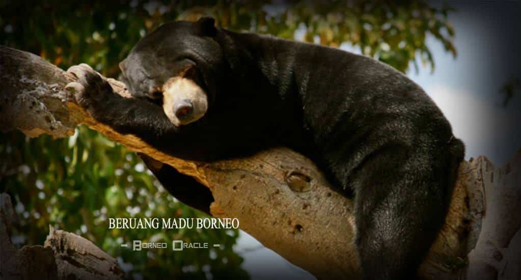 Hanya Di Borneo, Kenali 'Sun Bear' Si Beruang Madu Yang Diancam Kepupusan