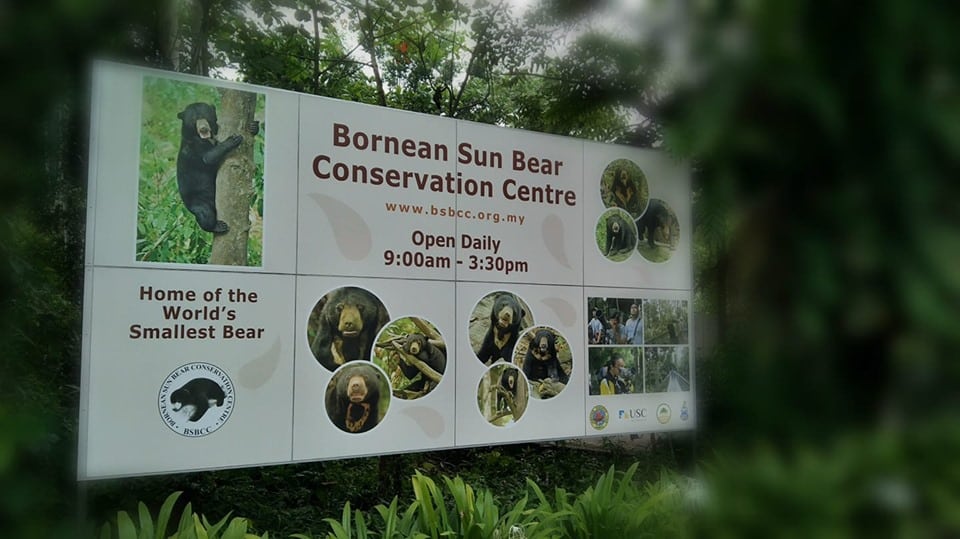 Hanya Di Borneo, Kenali 'Sun Bear' Si Beruang Madu Yang Diancam Kepupusan