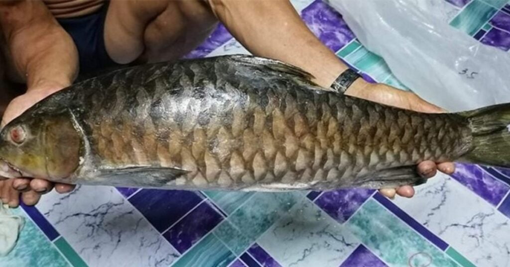 Kenali Ikan Semah, Ikan Rasmi Sarawak Dan Ikan Alternatif Kepada Ikan Empurau 