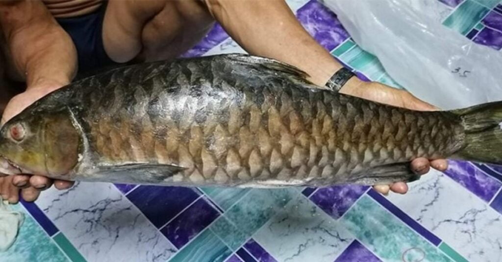 Kenali Ikan Semah, Ikan Rasmi Sarawak Dan Ikan Alternatif Kepada Ikan Empurau