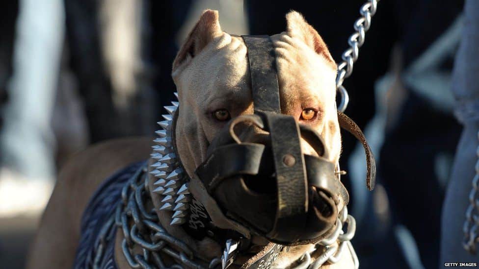 Bulldog Dan Pitbull Diharamkan Di Malaysia, Ketahui Lagi Jenis Anjing Baka Yang Terlarang