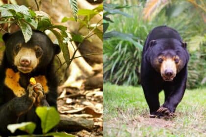 Hanya Di Borneo, Kenali 'Sun Bear' Si Beruang Madu Yang Diancam Kepupusan