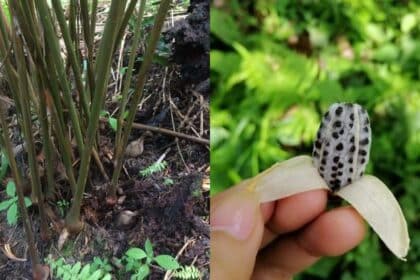 Persis Halia, Kenali Pokok Senggang Tumbuhan Lokal Hanya Terdapat Di Sarawak