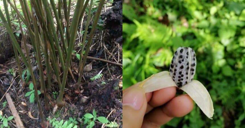 Persis Halia, Kenali Pokok Senggang Tumbuhan Lokal Hanya Terdapat Di Sarawak
