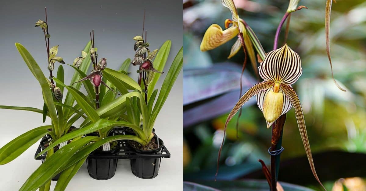 Dijual Sehingga RM 27K Sepokok, Ini Sebab 'Orchid Gold Of Kinabalu' Antara Bunga Termahal Di Dunia
