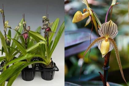 Dijual Sehingga RM 27K Sepokok, Ini Sebab 'Orchid Gold Of Kinabalu' Antara Bunga Termahal Di Dunia
