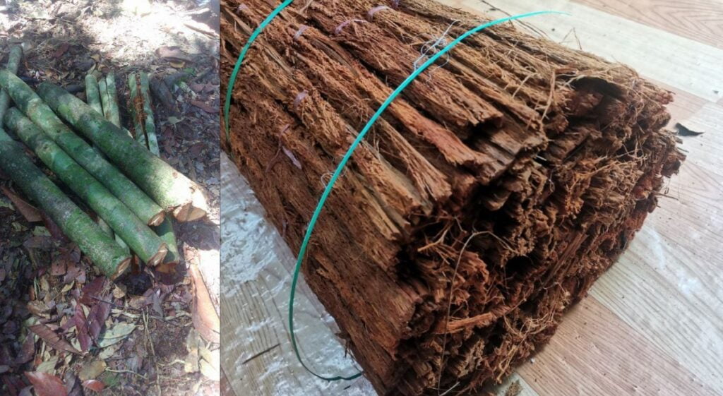 Halau Binatang Buas Dan Makhluk Halus, Ini Keistimewaan Kayu Tas Yang Ramai Tidak Tahu