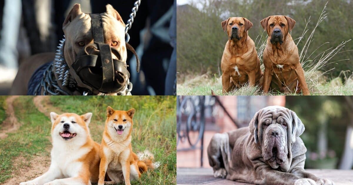 Bulldog Dan Pitbull Diharamkan Di Malaysia, Ketahui Lagi Jenis Anjing Baka Yang Terlarang