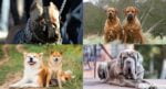 Bulldog Dan Pitbull Diharamkan Di Malaysia, Ketahui Lagi Jenis Anjing Baka Yang Terlarang