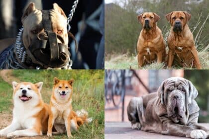 Bulldog Dan Pitbull Diharamkan Di Malaysia, Ketahui Lagi Jenis Anjing Baka Yang Terlarang