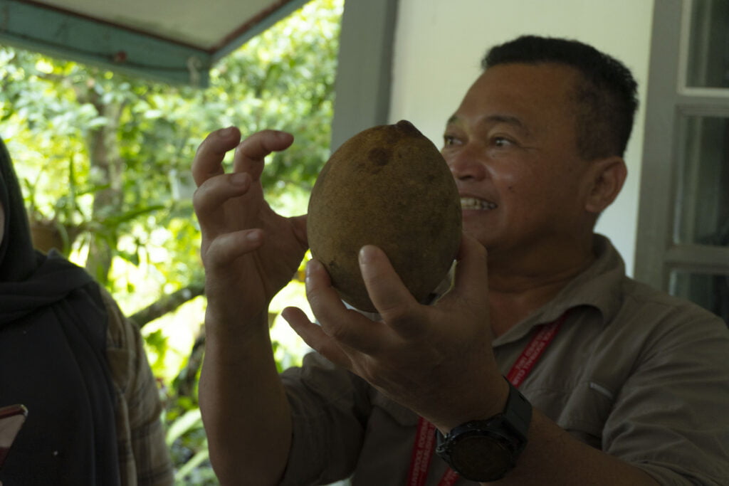 Digelar Bambangan Atau Asam Embang, Ketahui Buah Penuh Khasiat Dari Borneo Ini