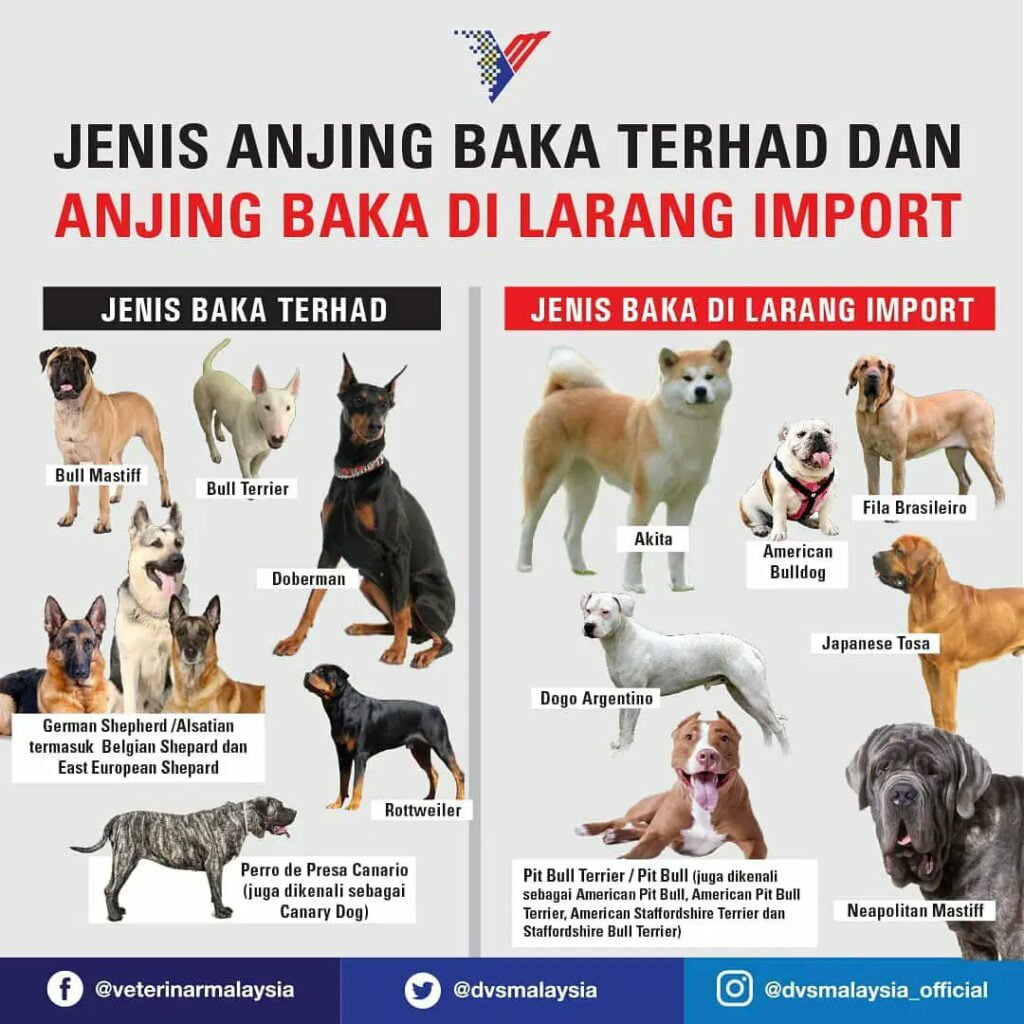 Bulldog Dan Pitbull Diharamkan Di Malaysia, Ketahui Lagi Jenis Anjing Baka Yang Terlarang