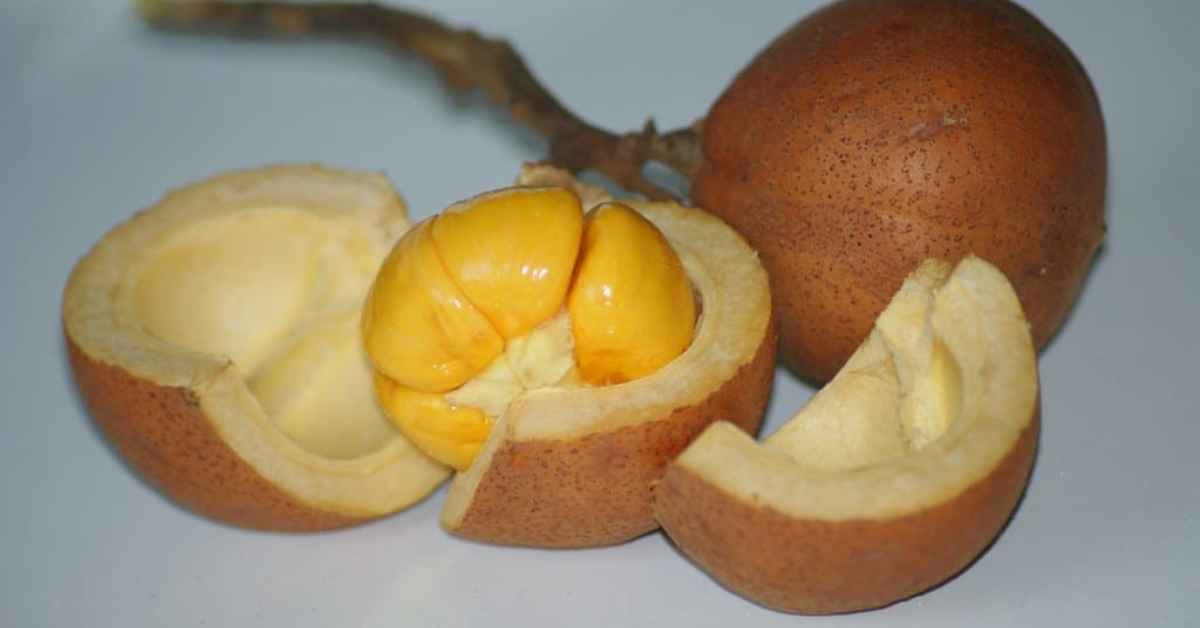 Kaya Dengan Nutrisi, Ketahui Buah Tampoi Buah Hutan Pilihan Rakyat Sarawak