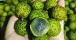 Persis Longan, Kenali Buah Isau Buah Tropikal Asli Daripada Sarawak