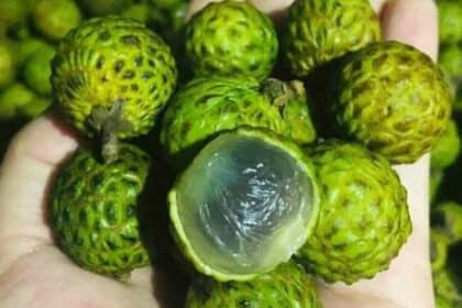 Persis Longan, Kenali Buah Isau Buah Tropikal Asli Daripada Sarawak