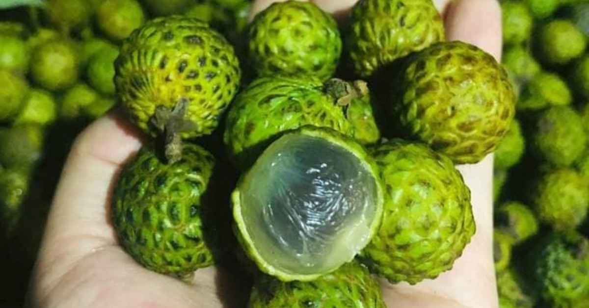 Persis Longan, Kenali Buah Isau Buah Tropikal Asli Daripada Sarawak